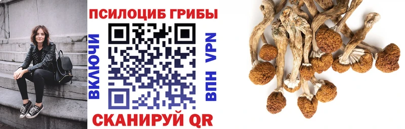 Псилоцибиновые грибы Cubensis  закладка  Бузулук 